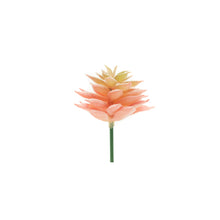 Load image into Gallery viewer, Echevaria Monroe

