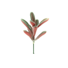 Load image into Gallery viewer, Kalanchoe Tomentosa
