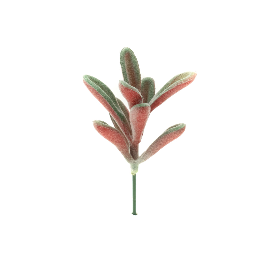 Kalanchoe Tomentosa