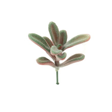 Load image into Gallery viewer, Kalanchoe Tomentosa

