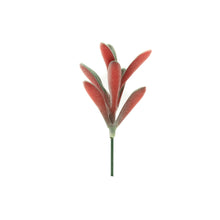 Load image into Gallery viewer, Kalanchoe Tomentosa
