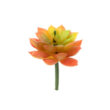 Load image into Gallery viewer, Sedum Adolphii
