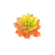 Load image into Gallery viewer, Sedum Adolphii
