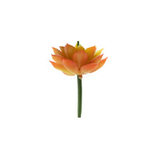 Load image into Gallery viewer, Sedum Adolphii
