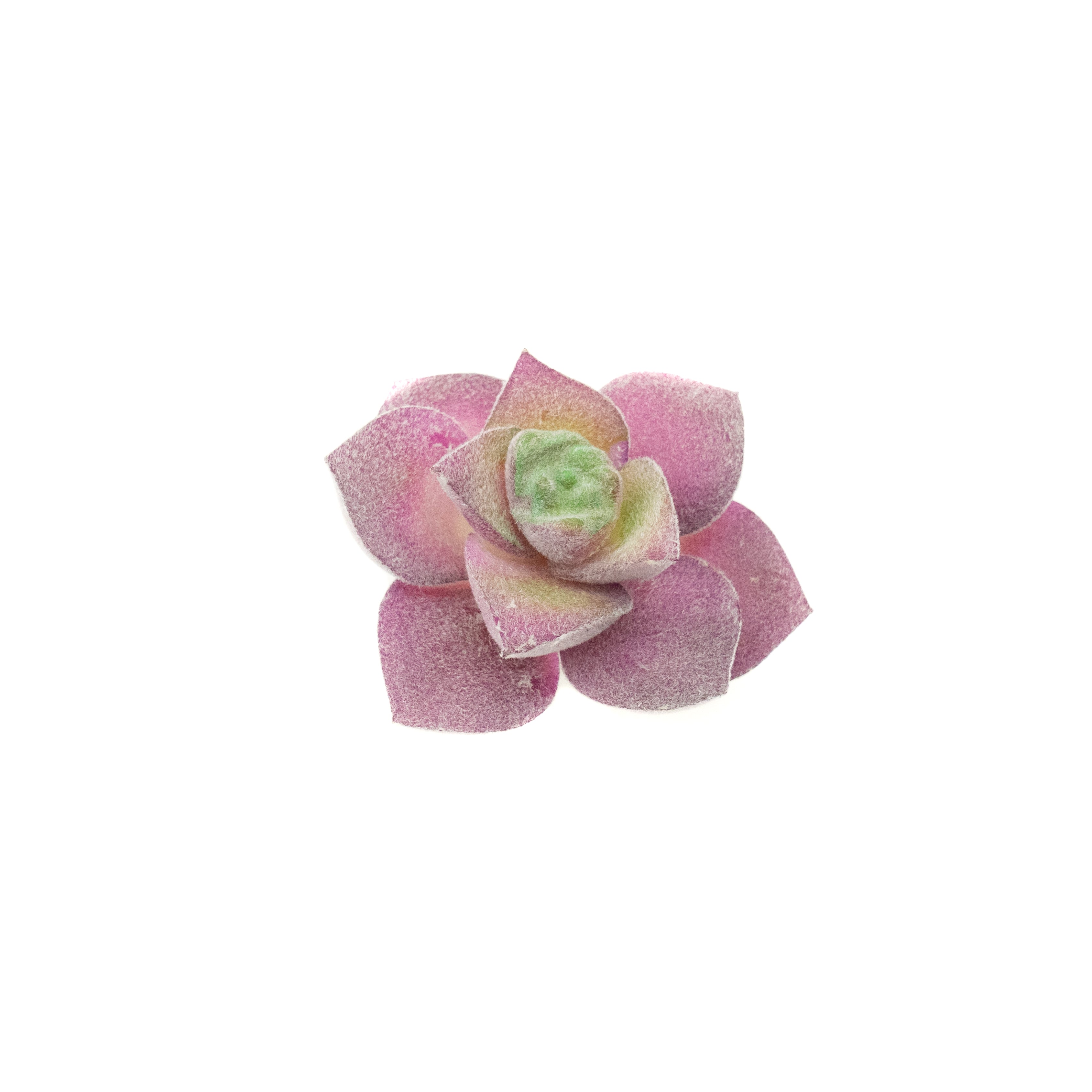 Graptopetalum Superbum