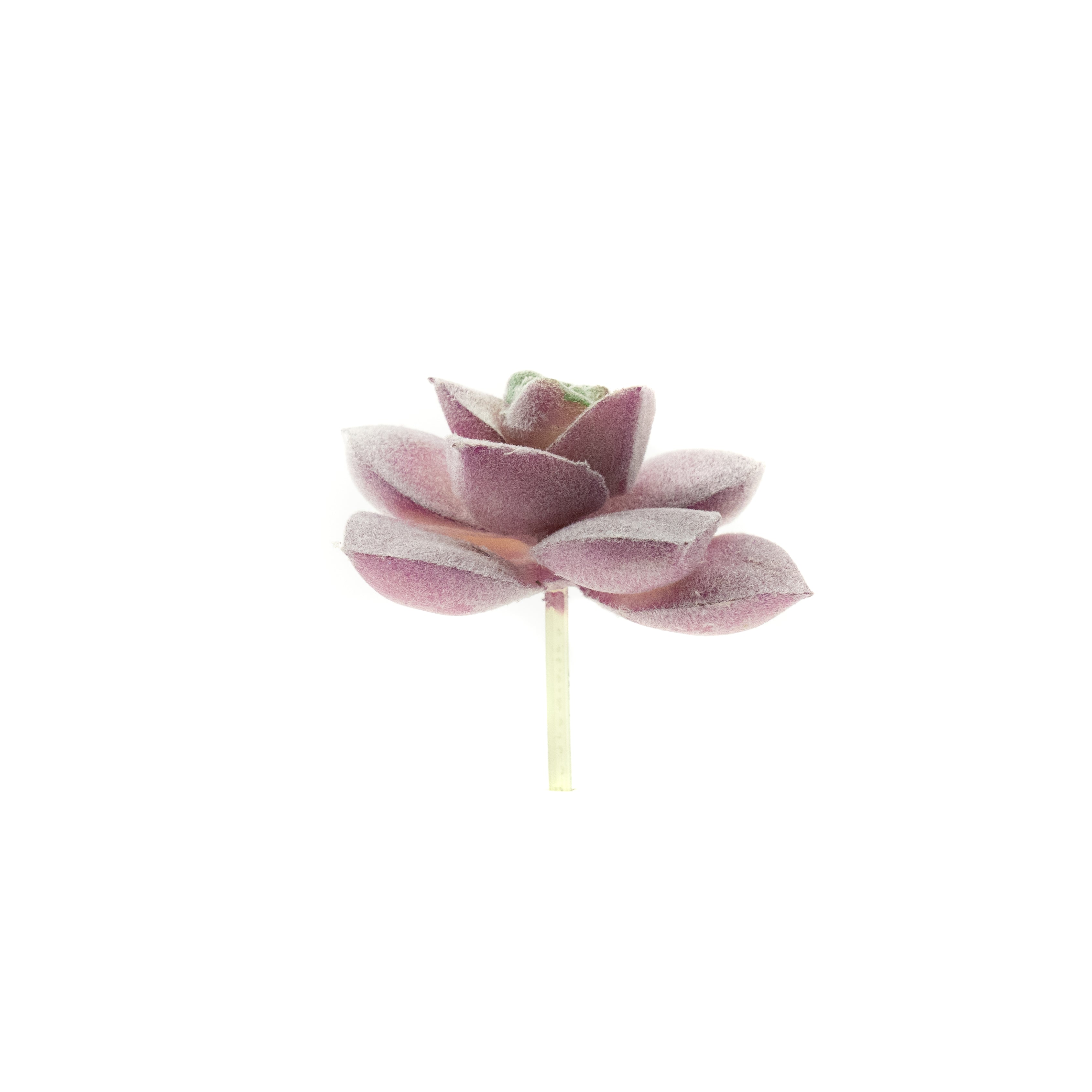 Graptopetalum Superbum