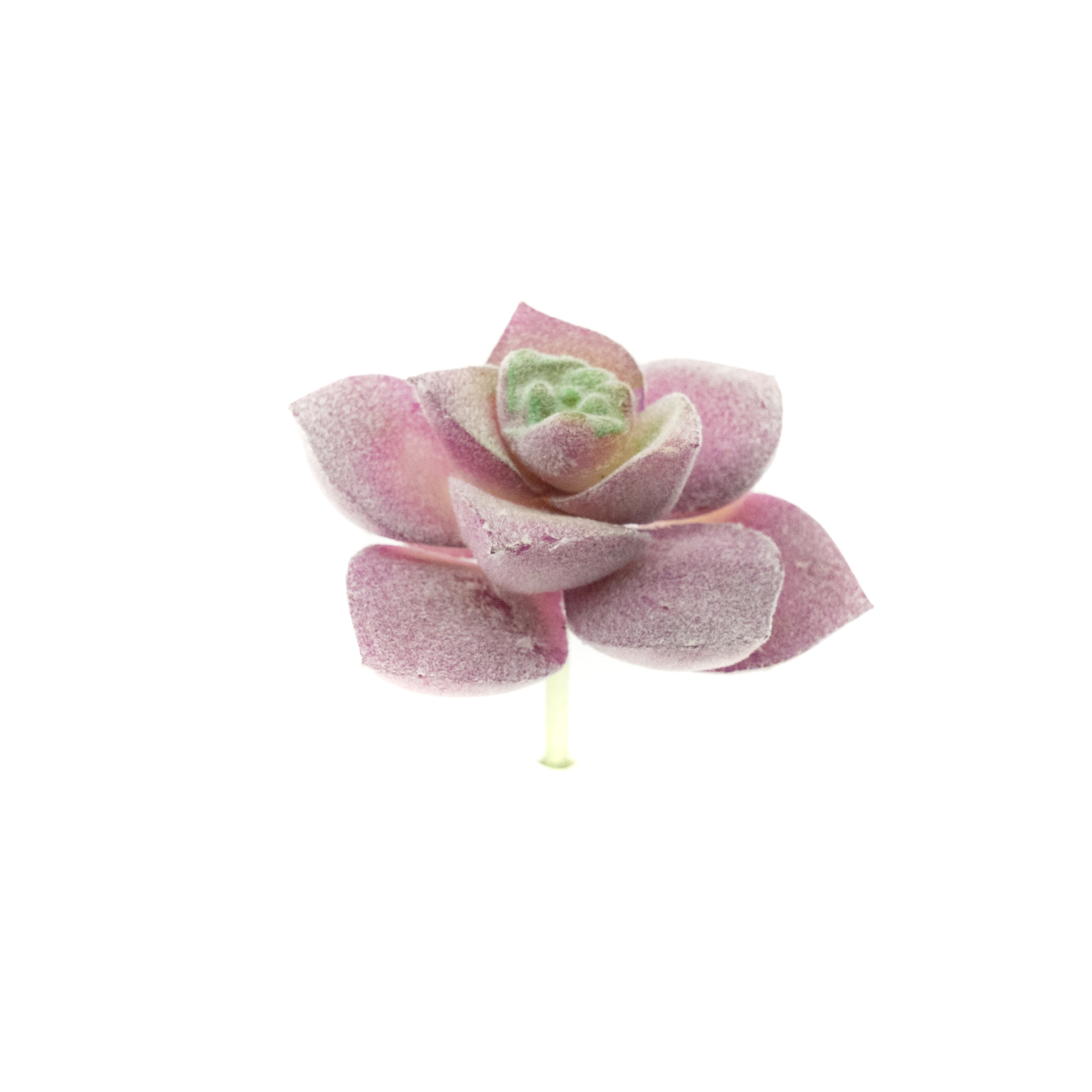 Graptopetalum Superbum