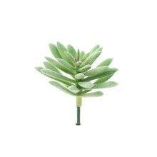 Load image into Gallery viewer, Sedum Sedeforme - Light Green
