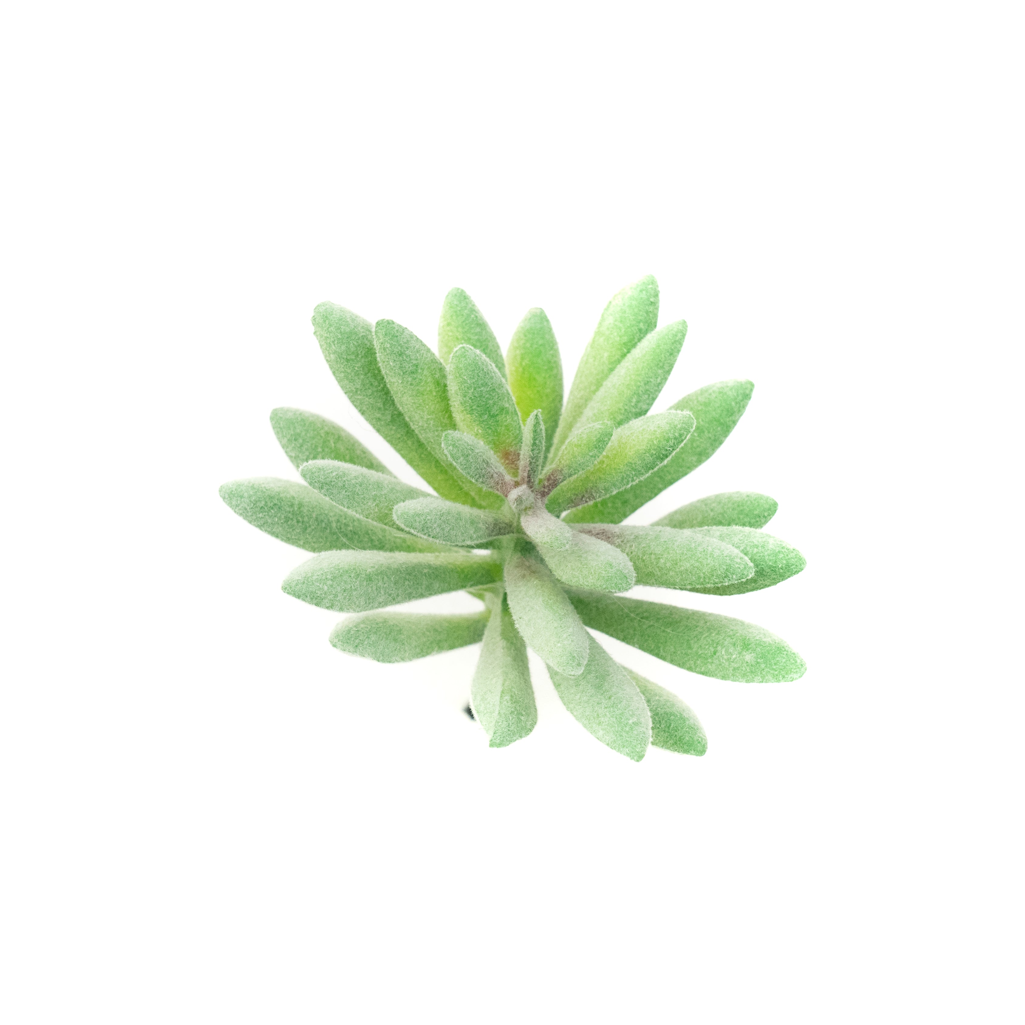 Sedum Sedeforme - Light Green