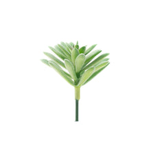 Load image into Gallery viewer, Sedum Sedeforme - Light Green

