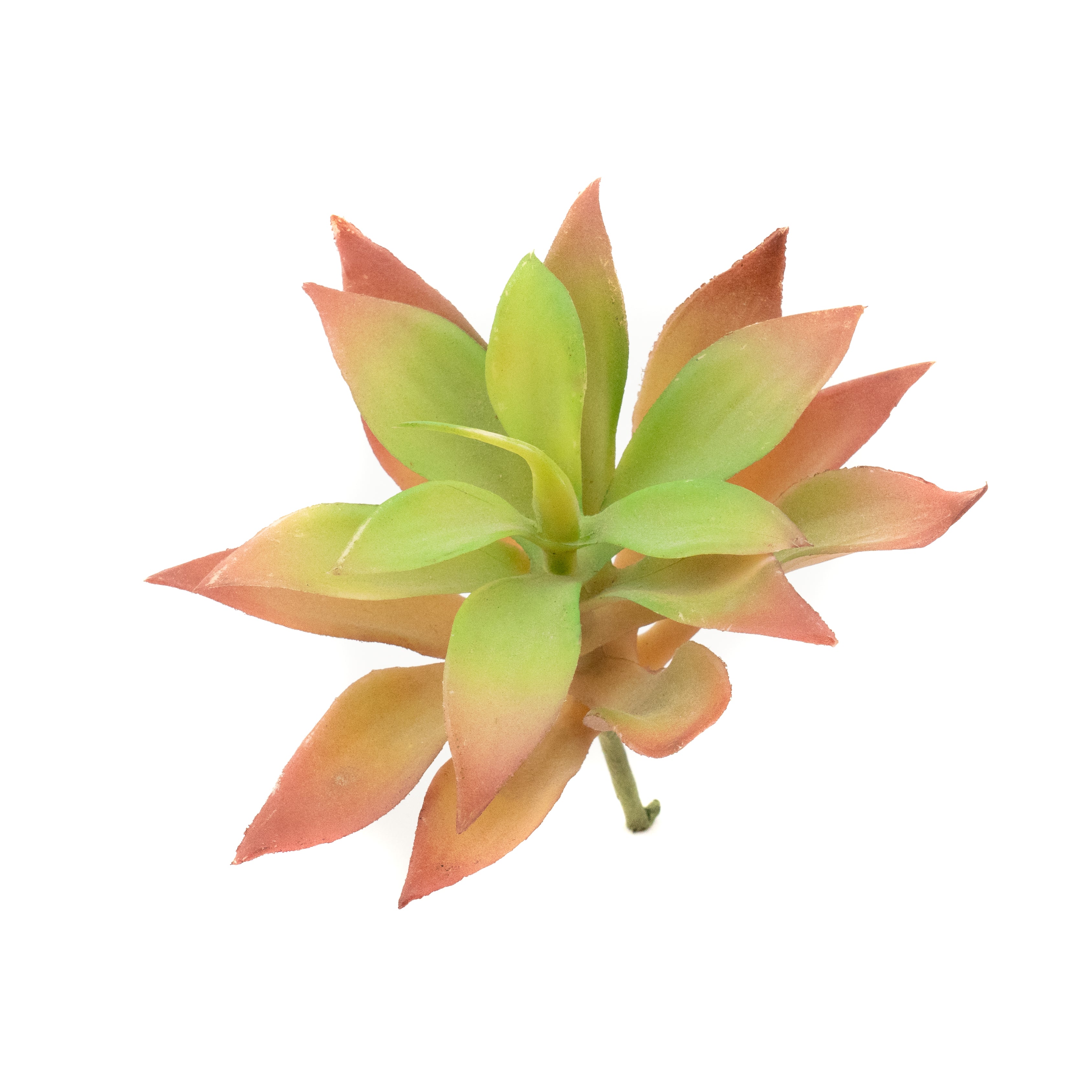 Crassula Capitella