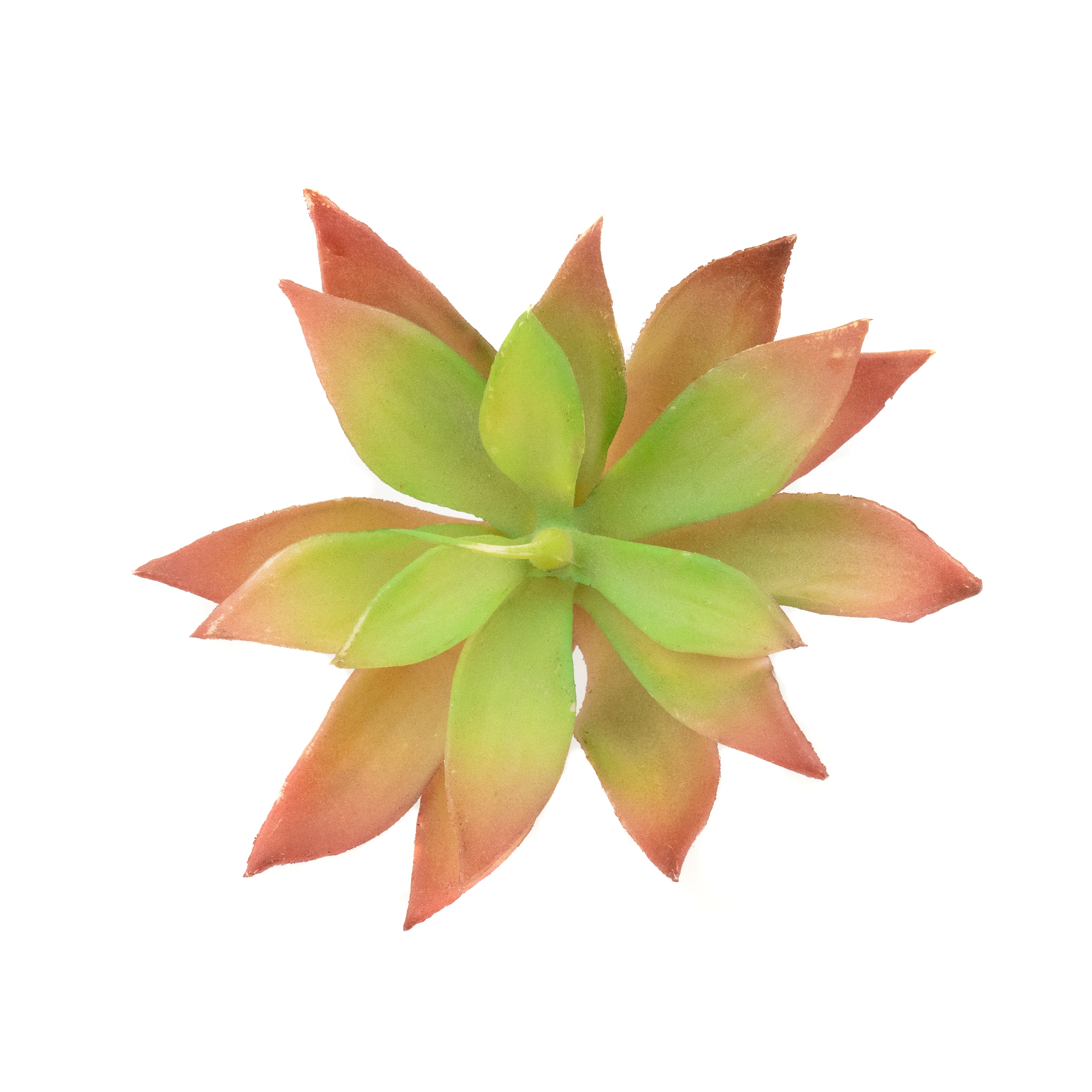 Crassula Capitella
