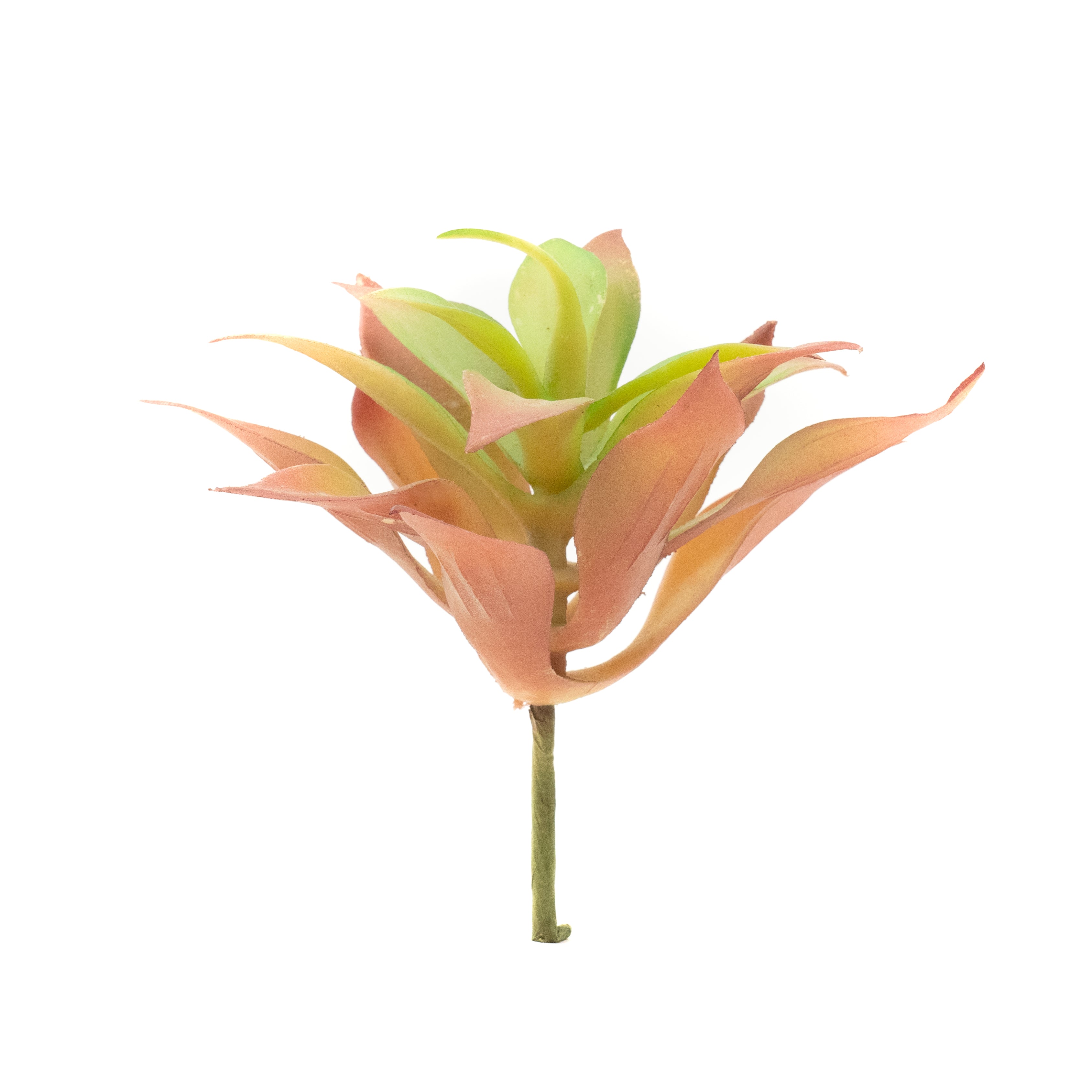 Crassula Capitella