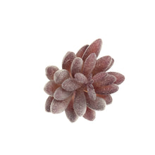 Load image into Gallery viewer, Sedum Hispanica
