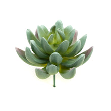 Load image into Gallery viewer, Pachyphytum Hookeri
