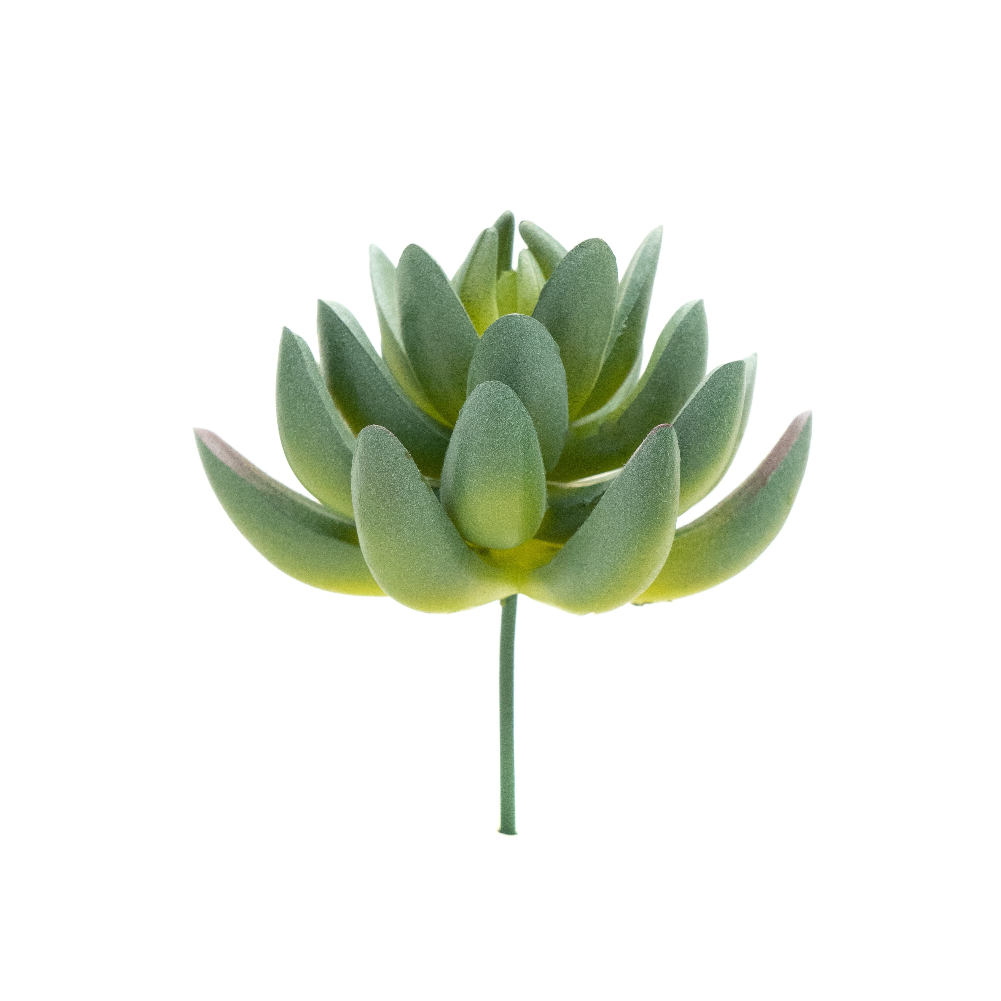 Pachyphytum Hookeri