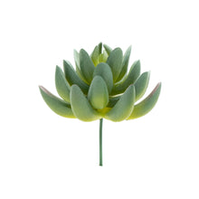 Load image into Gallery viewer, Pachyphytum Hookeri
