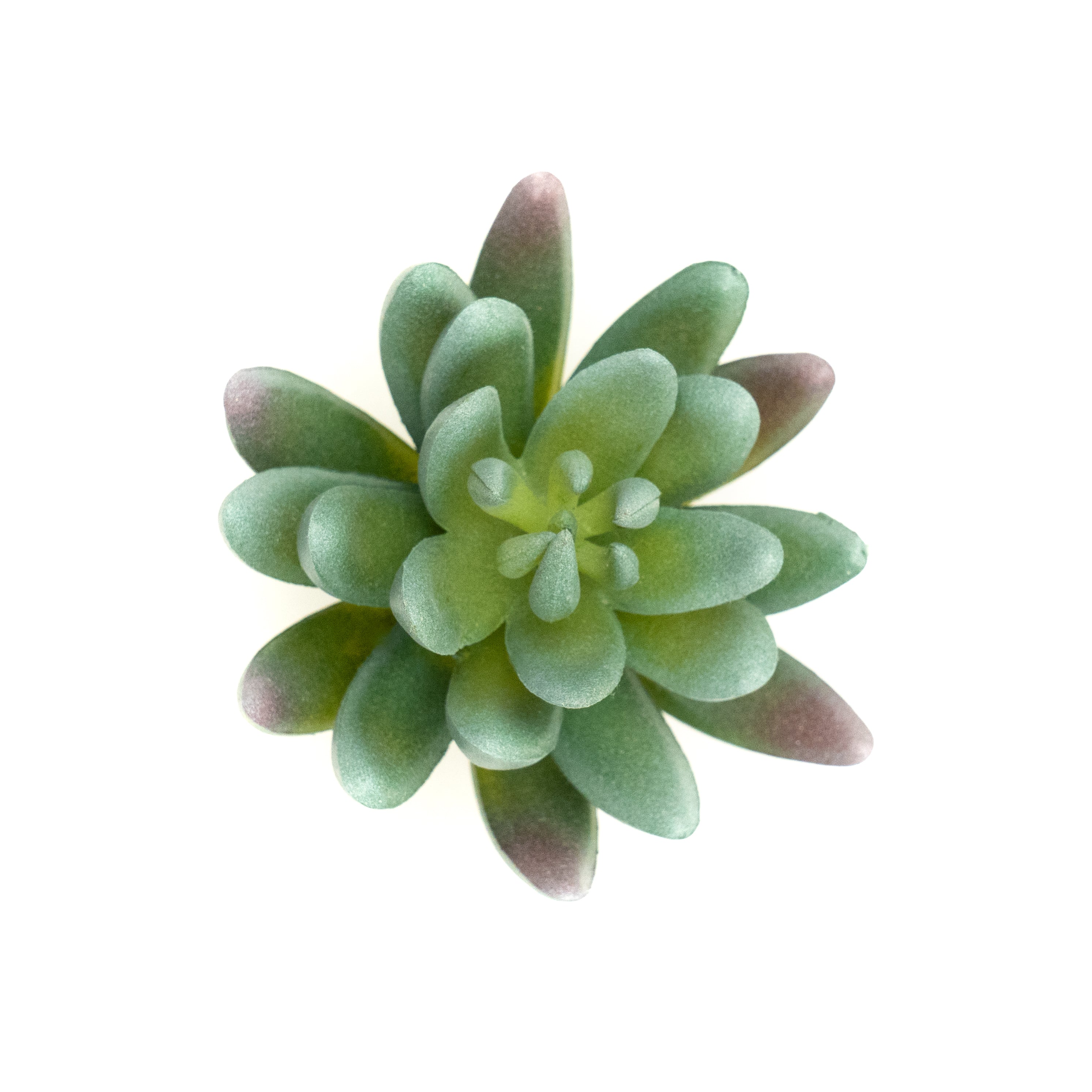 Pachyphytum Hookeri
