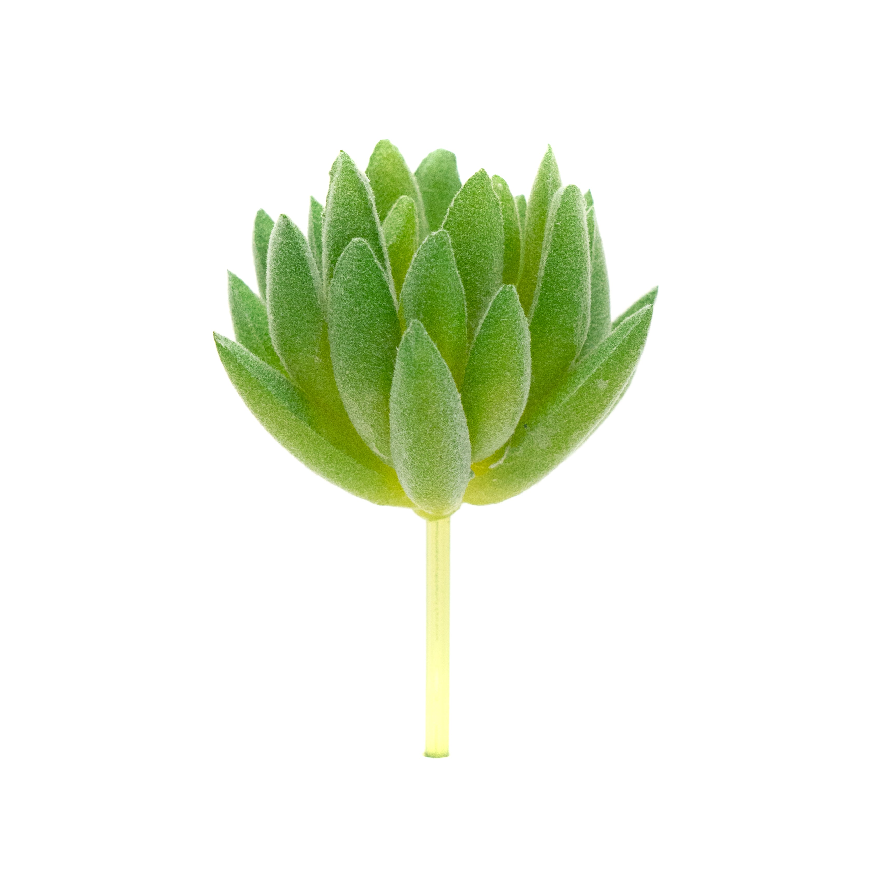 Sedum Sediforme