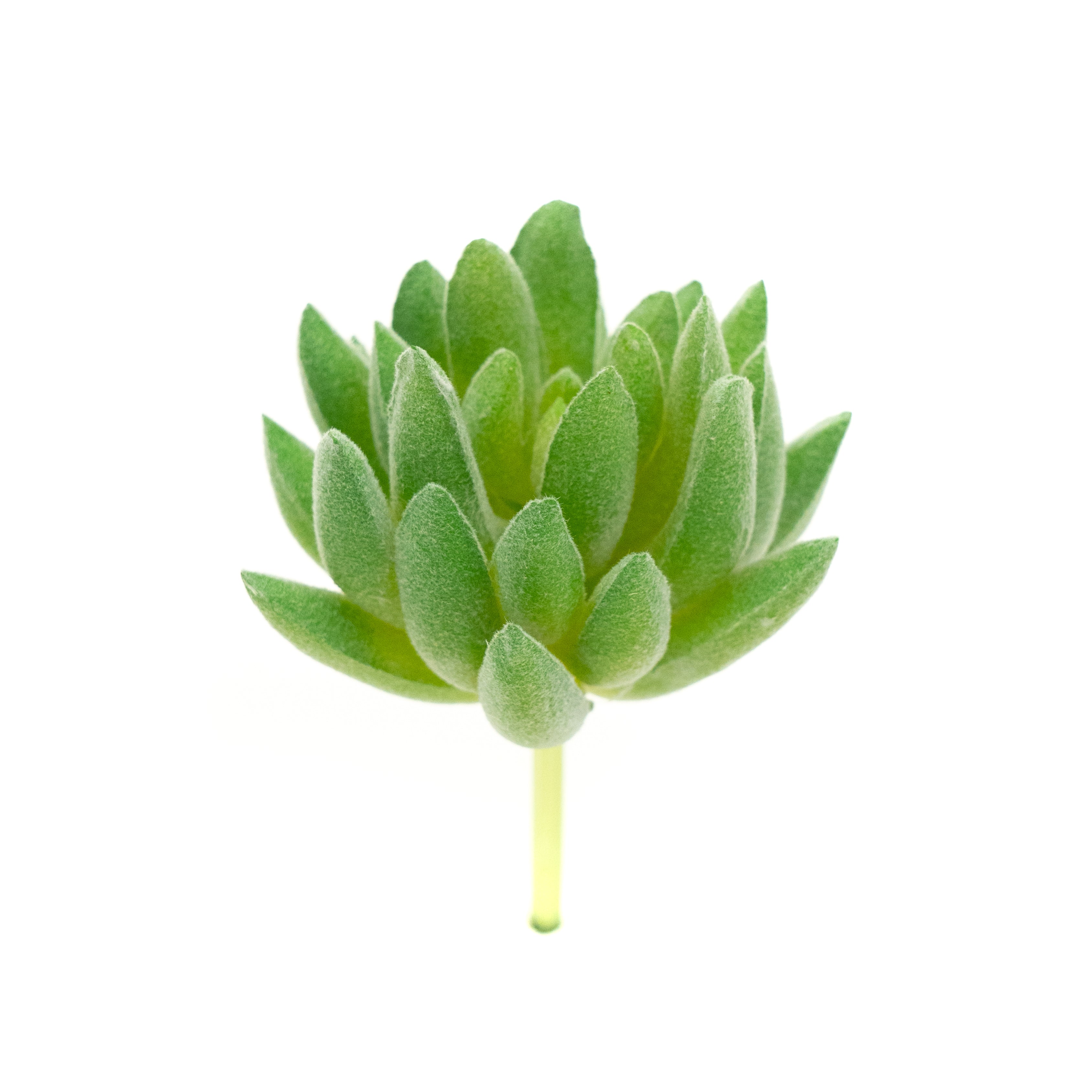 Sedum Sediforme