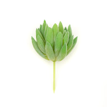 Load image into Gallery viewer, Sedum Sediforme
