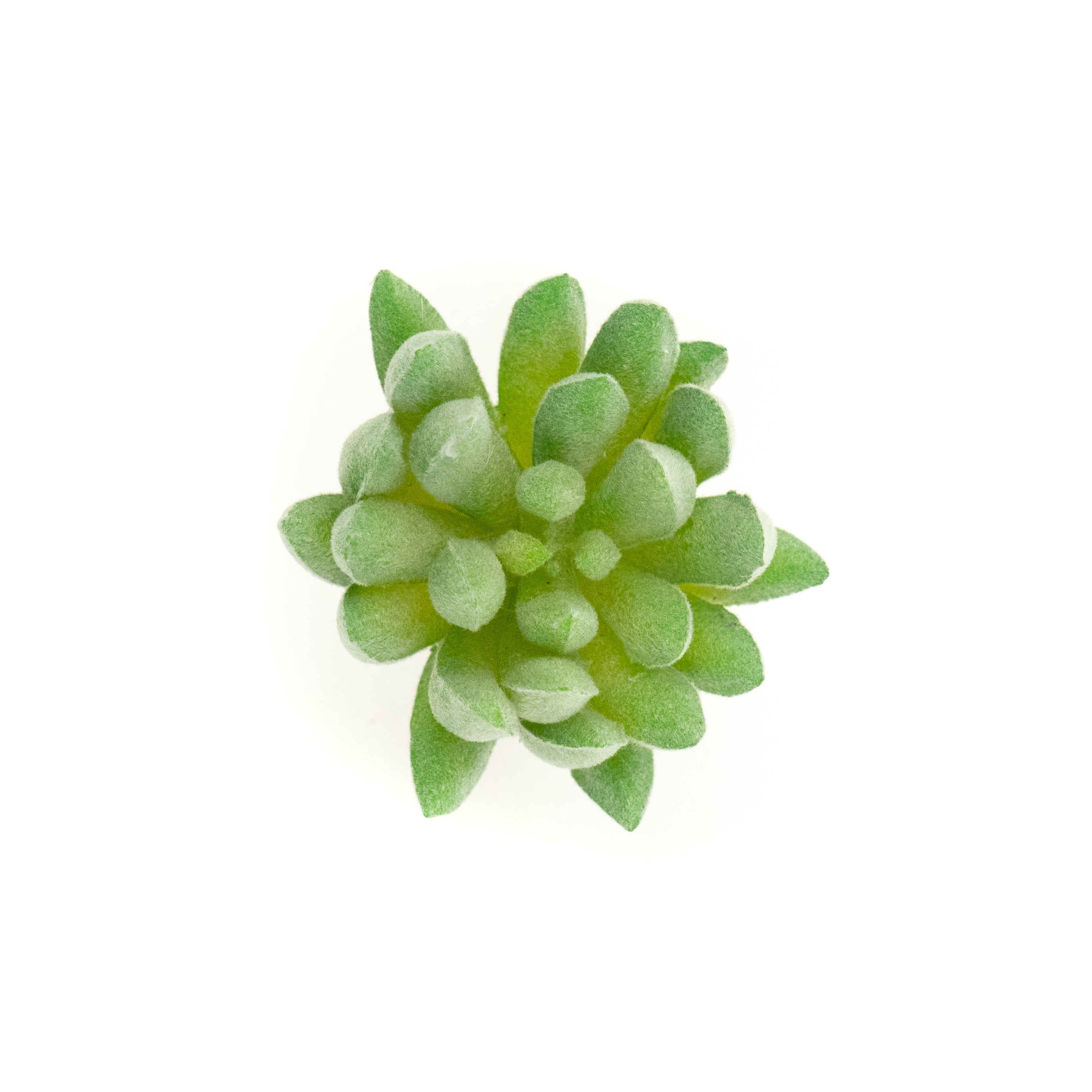 Sedum Sediforme