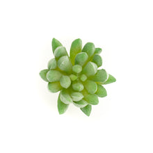 sedum sediforme succulent Sedum Sediforme – Thatswut Succulents