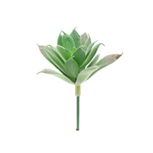 Load image into Gallery viewer, Aeonium Castello
