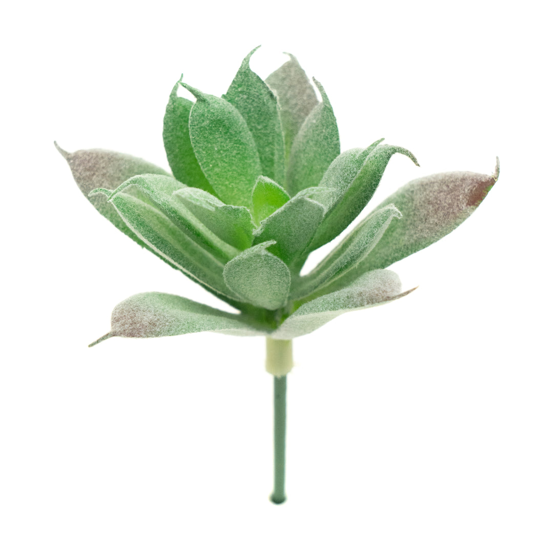 Aeonium Castello