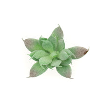 Load image into Gallery viewer, Aeonium Castello
