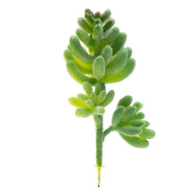 Load image into Gallery viewer, Sedum Album
