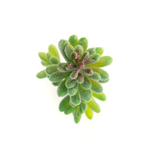 Load image into Gallery viewer, Sedum Album
