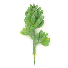 Load image into Gallery viewer, Sedum Album
