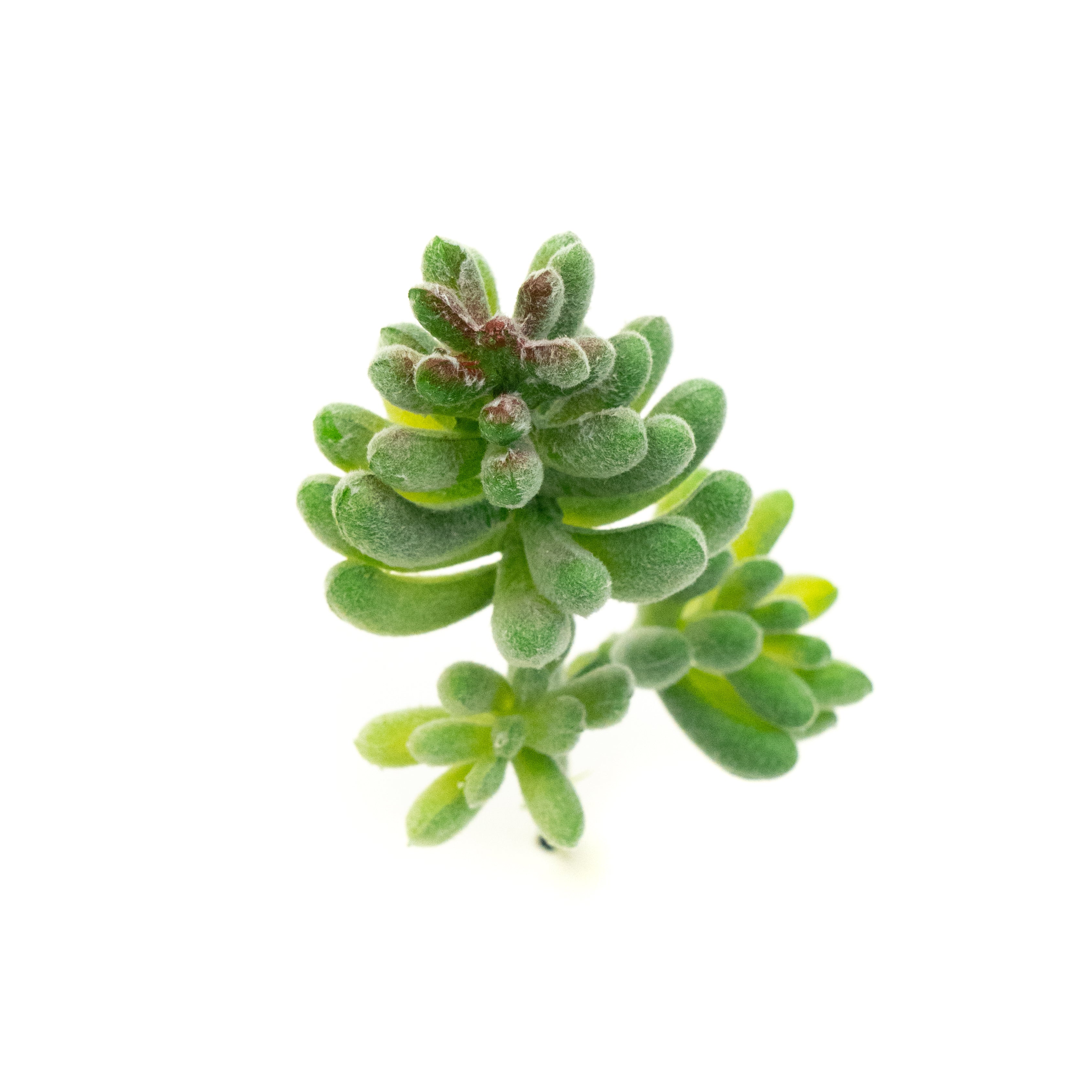 Sedum Album