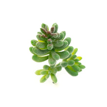 Load image into Gallery viewer, Sedum Album
