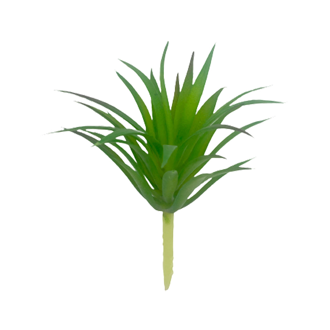 Tillandsia Bergeri